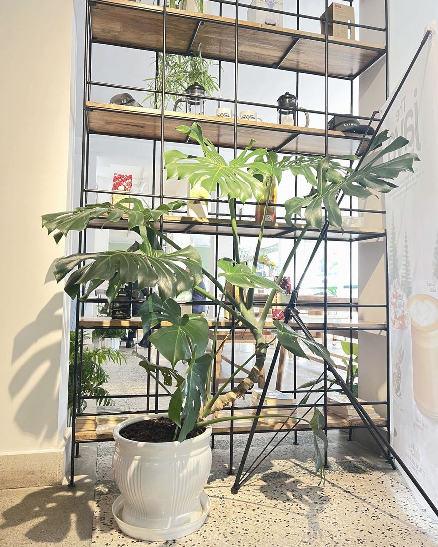 A monstera plant in a white pot beside light wooden shelves.